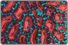 Fragtastic Item!  Aussie Acan. -5